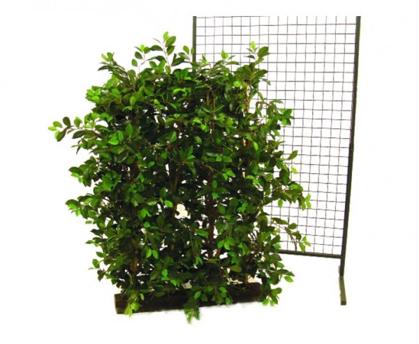Ficus-Hecke mit 3600 Blätter Sichtschutz mit B: 90cm x H: 130cm