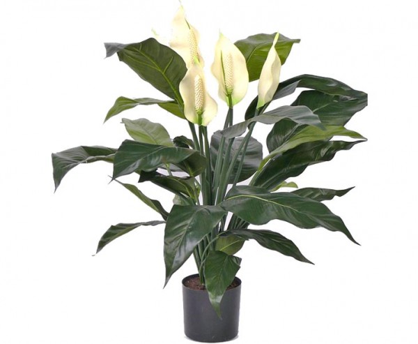 Spathiphyllum künstlich mit 5 Blüten, 29 Blätter, Höhe ca. 75cm