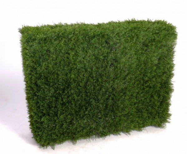 Zypressen Hecke, Sichtschutz mit 125x95x40cm