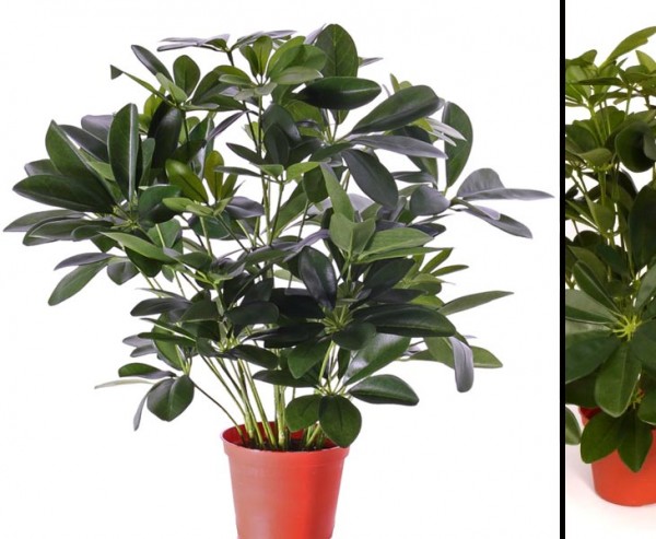 Schefflera Baby-Busch Kunstpflanze Höhe ca. 55cm