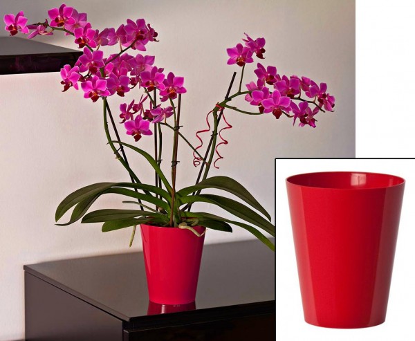 Vase für Orchideen in der Farbe Rot mit H:15cm und Ø12,5cm aus PP Material