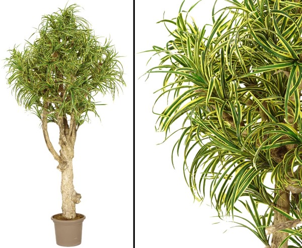 Kunstpalme Yucca Mini 200cm mit grün gelb farbigen Blättern und dicken verzweigtem Stamm