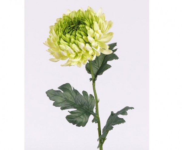 Chrysantheme Kunstblume mit weiß, gelber und grünlicher Blüte, Länge 75cm