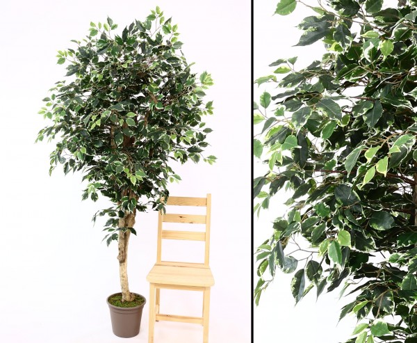 Ficus Kunstbaum Premium 175cm Echtholzstamm mit Ästen
