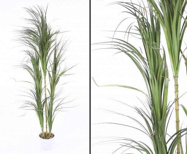 Dracena Kunstpalme mit 5 Köpfen 215cm