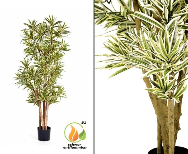 Dracena