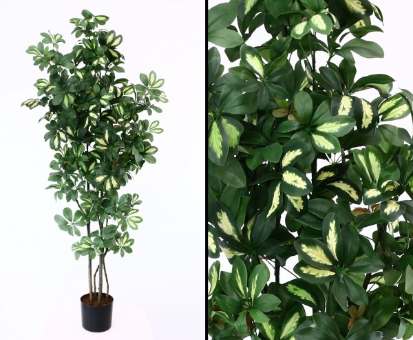 Kunstbaum Schefflera 150cm mit 1058 grün-weiße Blätter