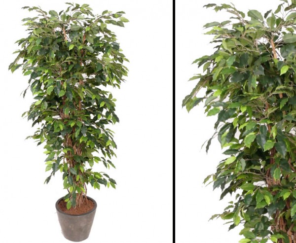 Künstlicher Ficus Benjamini Multistamm Höhe 150cm
