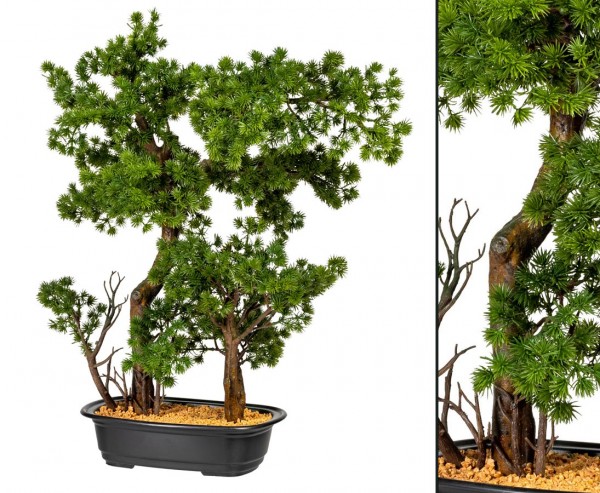 Bonsai Bäumchen Lärche mit zwei Stämmen Höhe 60cm in Schale