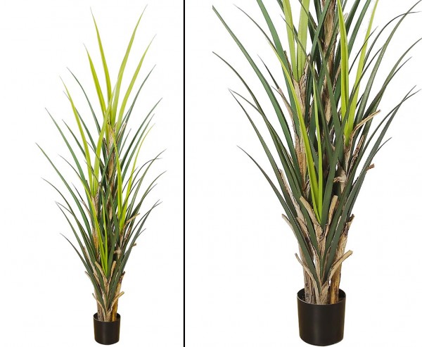 Kunstpflanze Agave "Tequila" mit 4 Stämmen ca. 240cm eine texanisch mexikanische Wüsten Pflanze