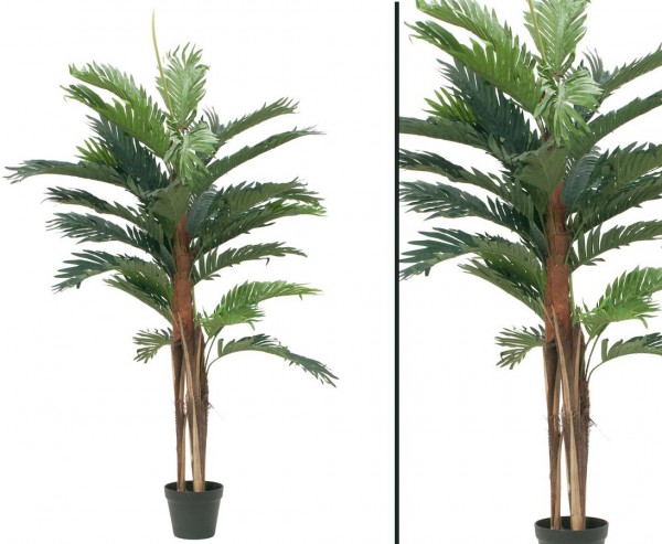 Kentia Palme mit 3 Palmfaserstämme Höhe ca. 120cm