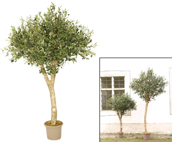 Olivenbaum 180cm mit künstlichen Blättern und echten dicken Holzstamm