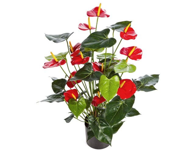 Flamingo Kunstblume Anthurium mit 13 roten Blüten und einer Höhe von 80cm