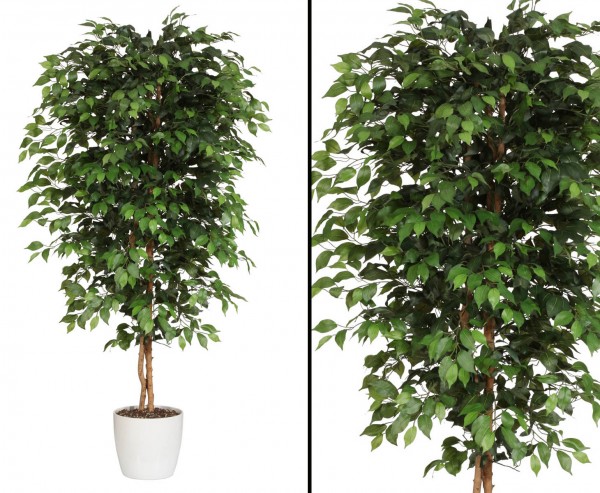 Kunstbaum Ficus Benjamini mit 2268 Blätter Höhe 240cm