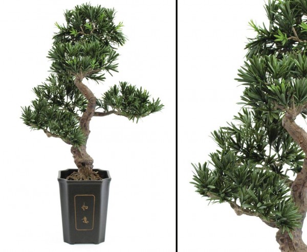 Bonsai Baum Podocarpus mit knorrigem Kunststamm Höhe 80cm