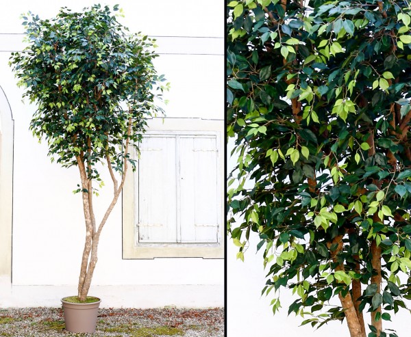 Kunstbaum Ficus in XL mit 500cm mehrere Naturstämme und Topf